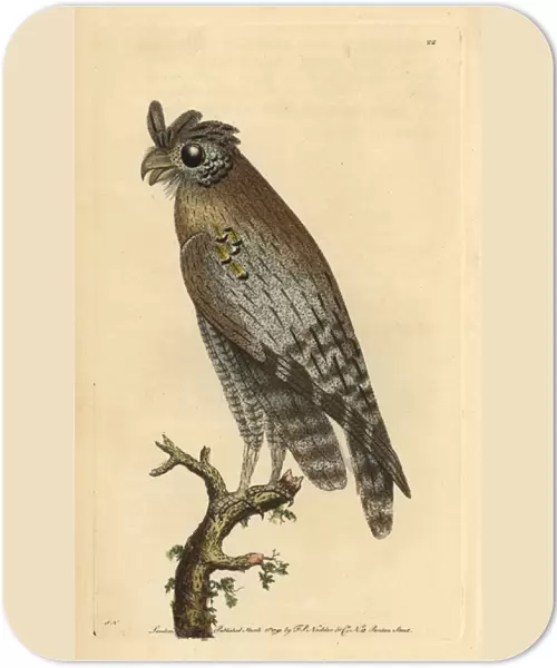 Least-horned owl, Strix pulchella