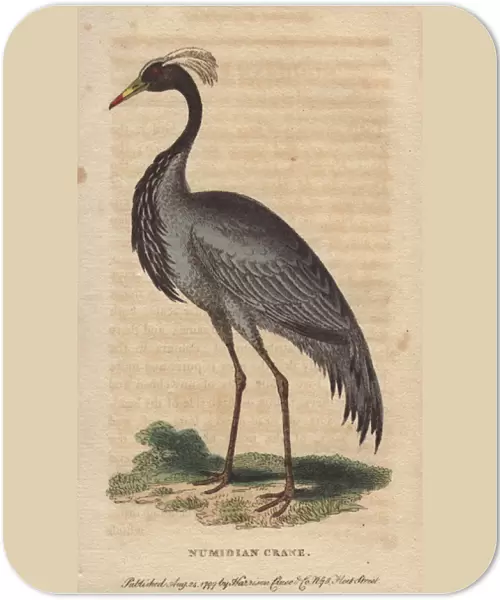 Numidian crane, demoiselle crane or dancing