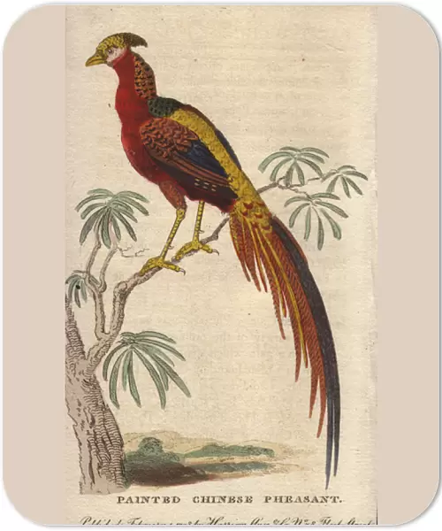 Painted Chinese pheasant, Chrysolophus pictus