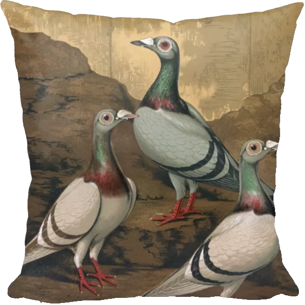 Pigeons - Three Dragoons, Birmingham Fancy