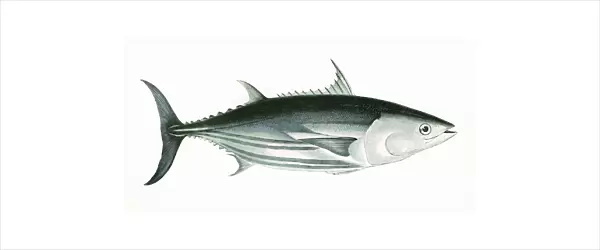 Katsuwonus pelamis, or Skipjack tuna