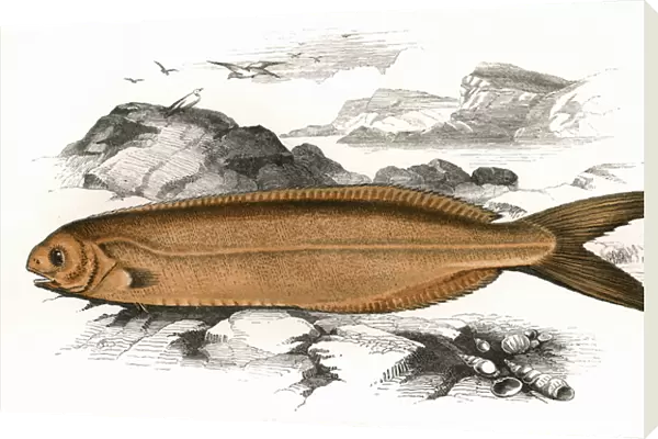 Centrolophus Britannicus, or Cornish Centrolophus