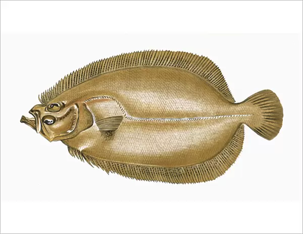 Zeugopterus velivolans, or Sail Fluke