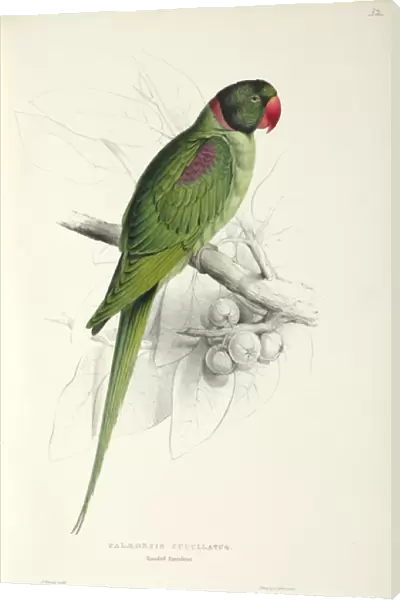 Psilopsiagon aymara, grey-hooded parakeet