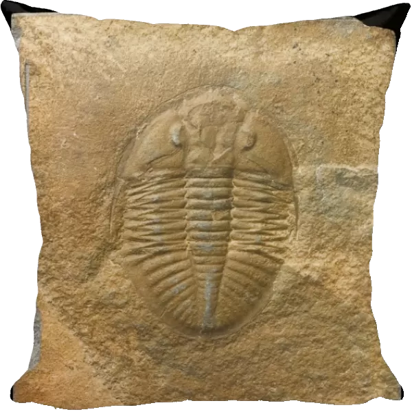 Ogygiocaris, a fossil trilobite