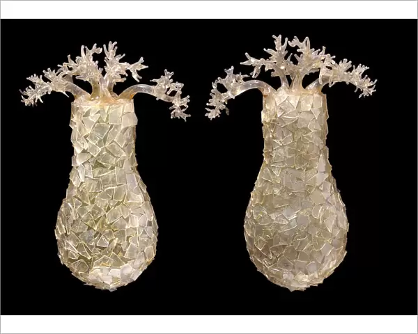Difflugia pyriformis, amoebae