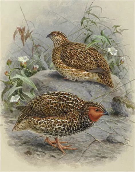 New Zealand Quail Koreke (male and female)