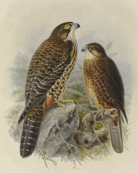 New Zealand Falcon Karearea (adult & young)