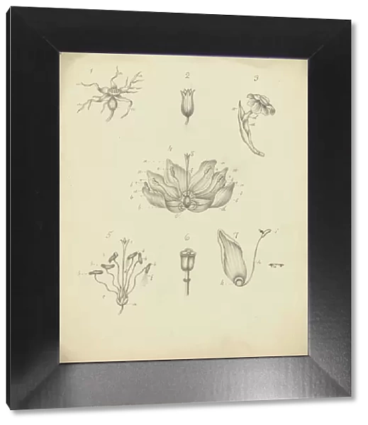 Rose, primula, Narcissus, Fritillaria