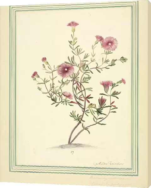 Mesembryanthemum