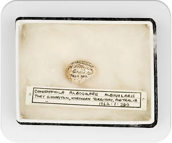 Conopophila albogularis egg, Gould Collection