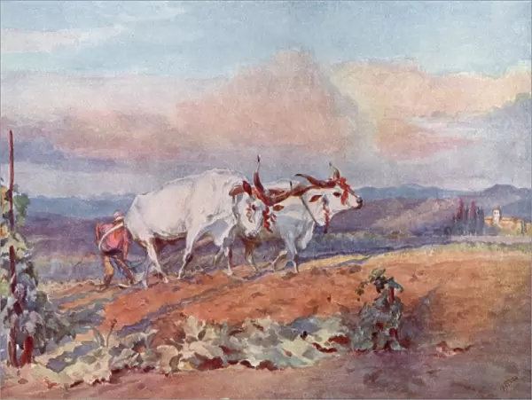 Ploughing with oxen in Tuscany, Italy