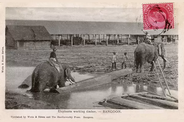 Myanmar - Yangon - Elephants moving timber