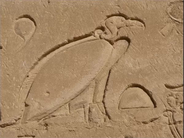 Egypt. Edfu. Temple of Horus. Vulture. Relief