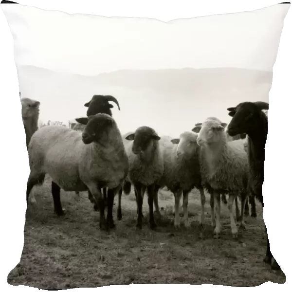Flock of sheep Tuscany