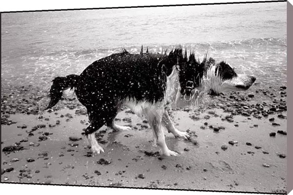 Wet dog shaking off water Sizewell beach