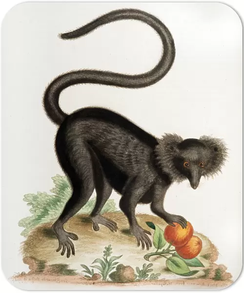 18th century illustration black macaque monkey