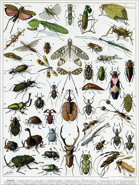Insectes - Insects