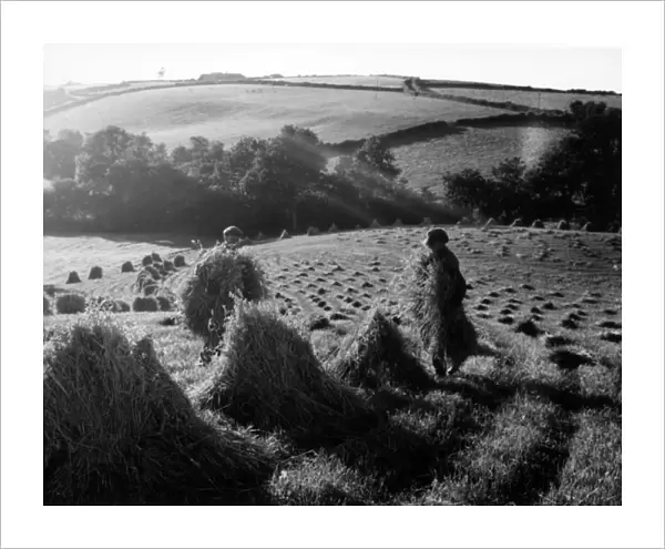 Stooks of wheat at Black Dog, near Crediton, Devon