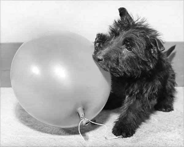 Scots terrier playing with balloon