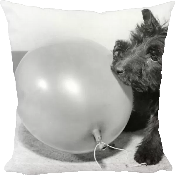 Scots terrier playing with balloon