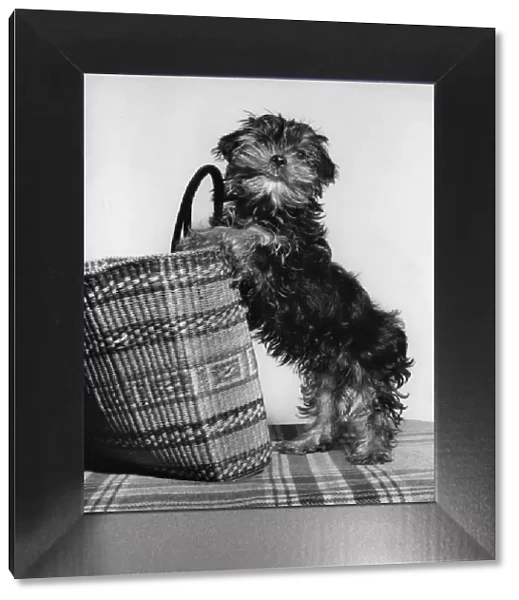 Small terrier dog with shopping basket