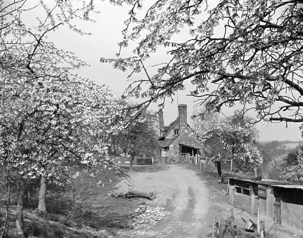 Blossom trees on a country lane, Kent