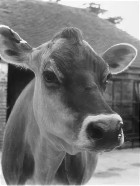 Jersey Cow Head 1973
