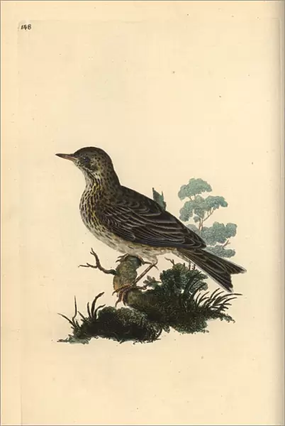 Field lark, Alauda minor (or Tree pipit, Anthus trivialis)
