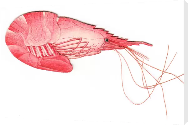 Christmas card in the shape of a shrimp