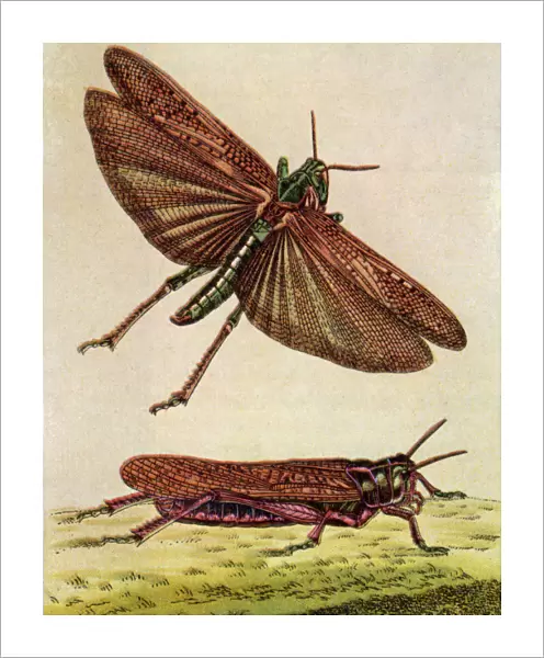 Two Grasshoppers