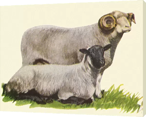 Two Sheep Date: 1948