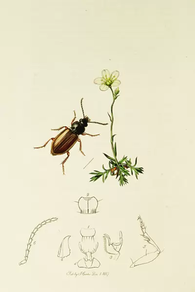 Curtis British Entomology Plate 192