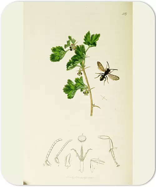 Curtis British Entomology Plate 419