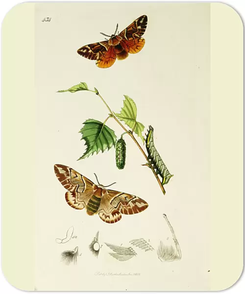 Curtis British Entomology Plate 434