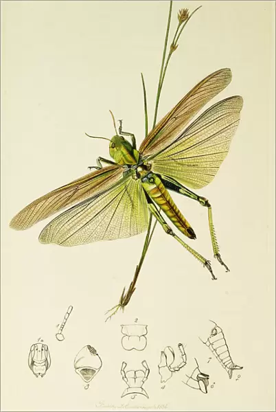 Curtis British Entomology Plate 608