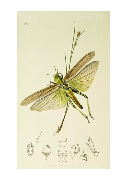 Curtis British Entomology Plate 608