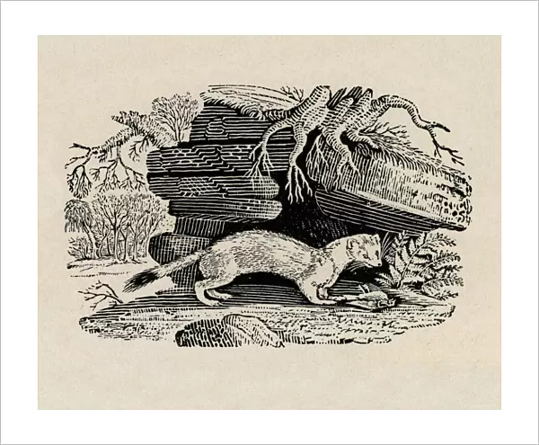 Stoat with dead bird, by Thomas Bewick