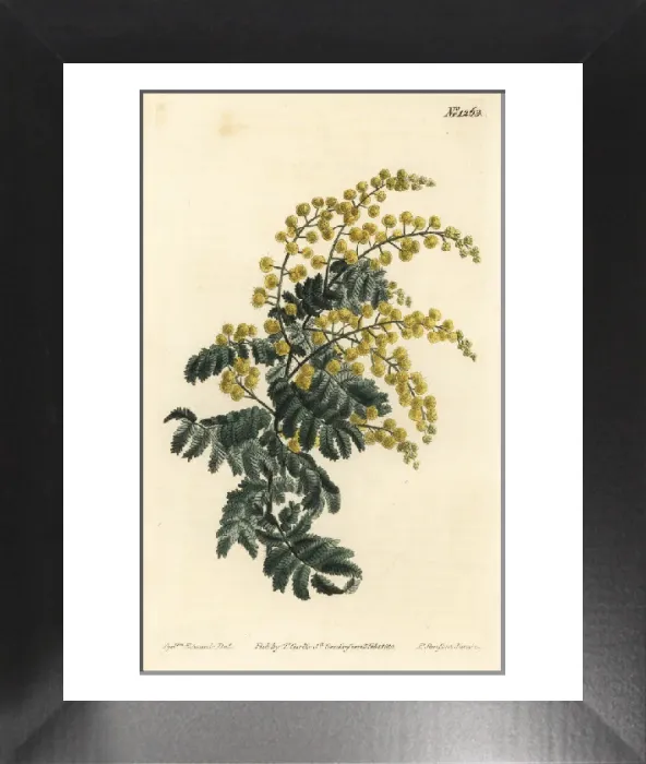 Framed Print : Downy Wattle, Acacia pubescens Print (Vulnerable), 1810 Framed Print : Downy Wattle, Acacia pubescens Print (Vulnerable), 1810