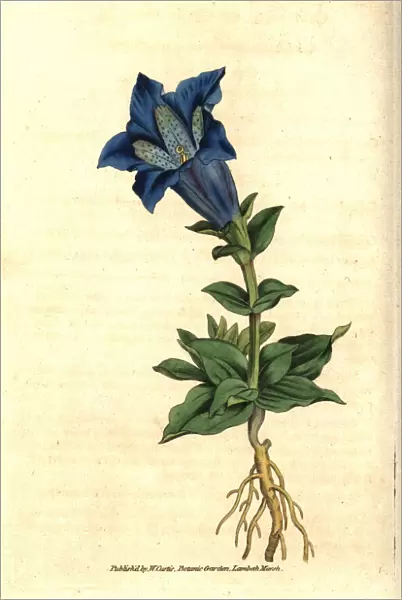 Large-flowered gentian or gentianella, Gentiana acaulis
