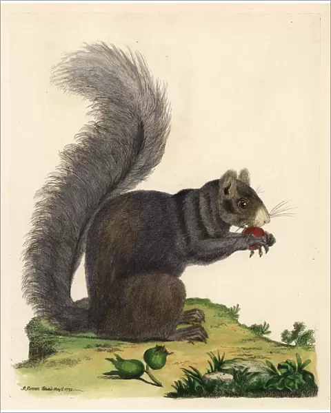 Eastern fox squirrel, Sciurus niger