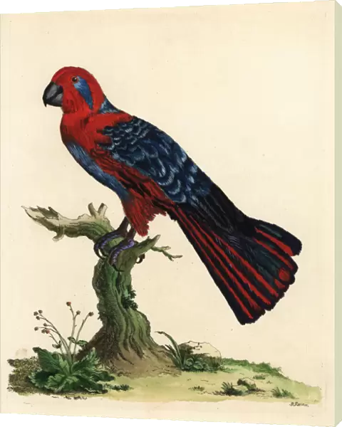 Eclectus parrot, Eclectus roratus, female