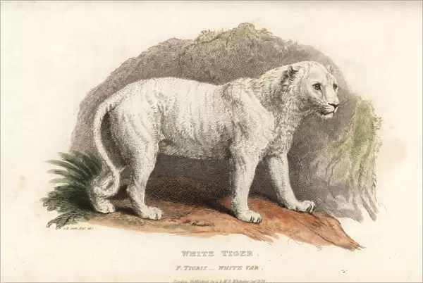 White variant of the Bengal tiger, Panthera tigris tigris
