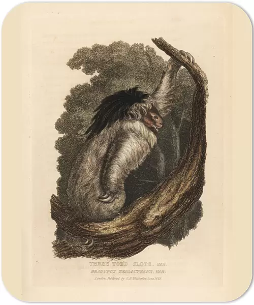 Maned sloth, Bradypus torquatus. Vulnerable
