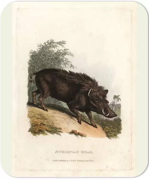 Warthog, Phacochoerus africanus