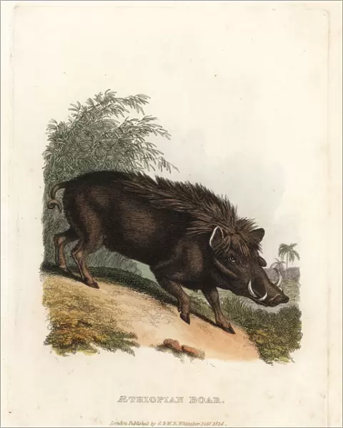 Warthog, Phacochoerus africanus