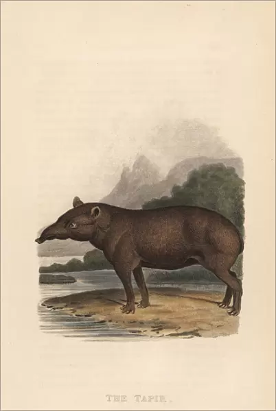 Lowland tapir, Tapirus terrestris