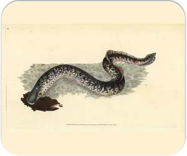 Sea lamprey, Petromyzon marinus