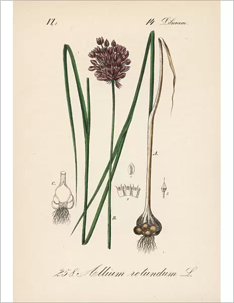 Round-headed leek or purple-flowered garlic, Allium rotundum