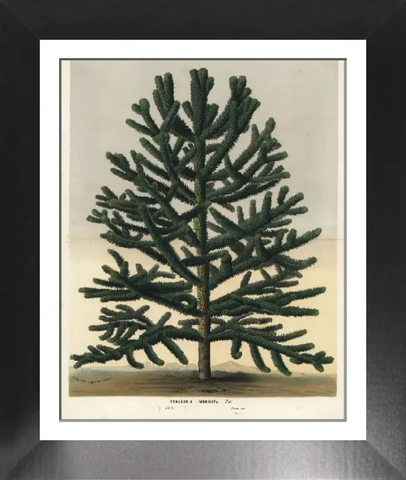 Framed Print : Endangered Monkey Puzzle Tree, Araucaria araucana Print Framed Print : Endangered Monkey Puzzle Tree, Araucaria araucana Print